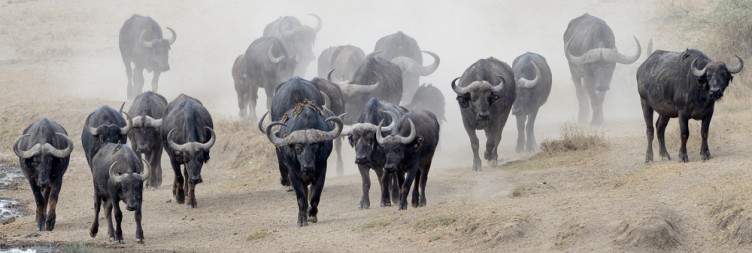 Day 4 Full Game Drive in Ndutu Area