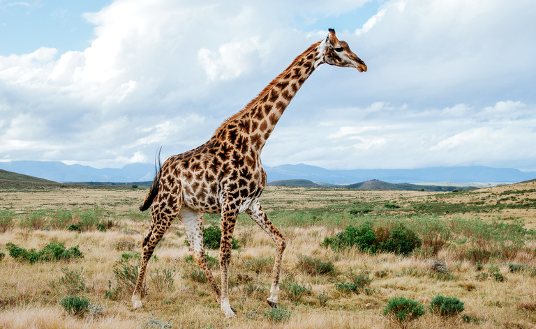  Day 2 Full Northern Serengeti