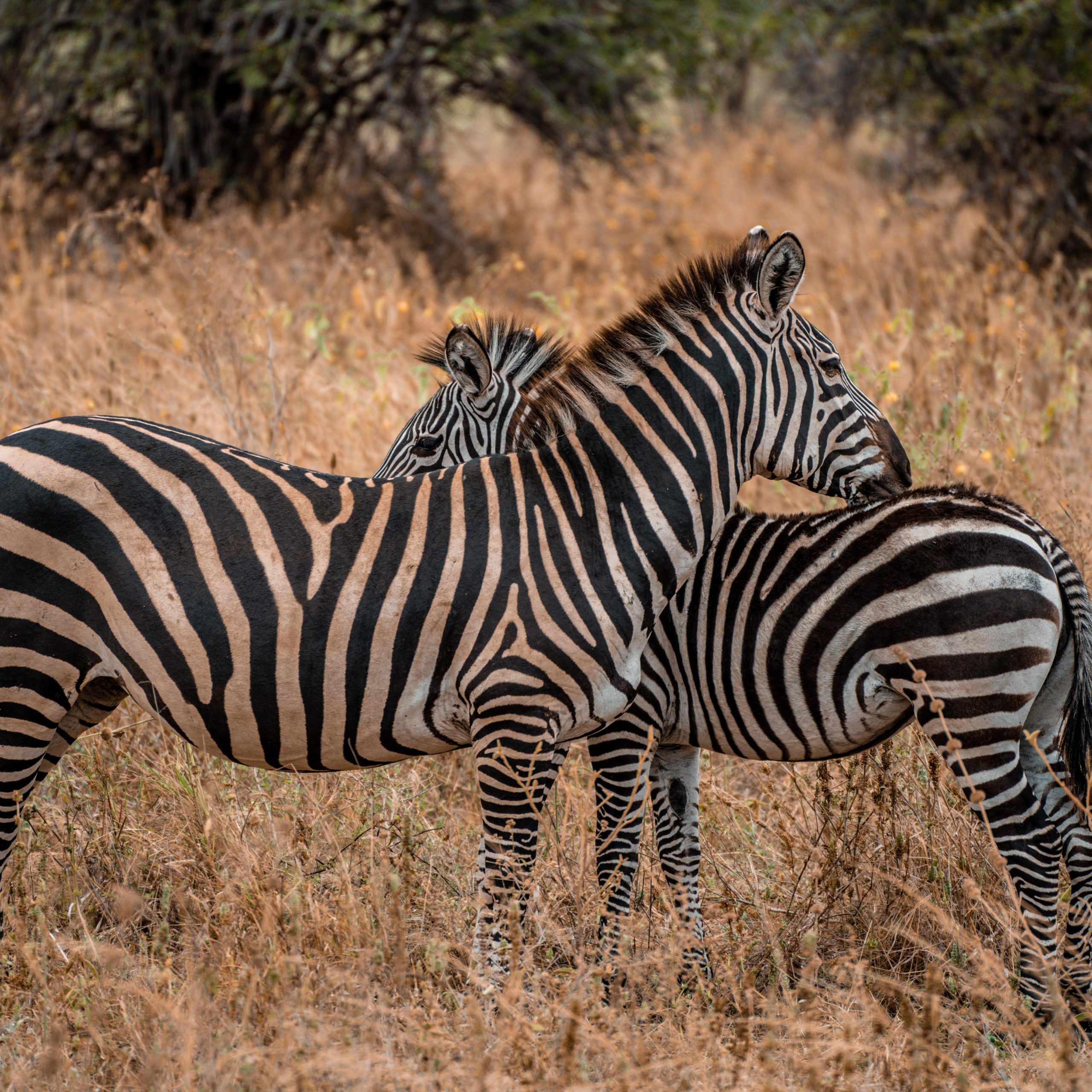 Day 10: Londorossi  Route, Mount Kilimanjaro to airport