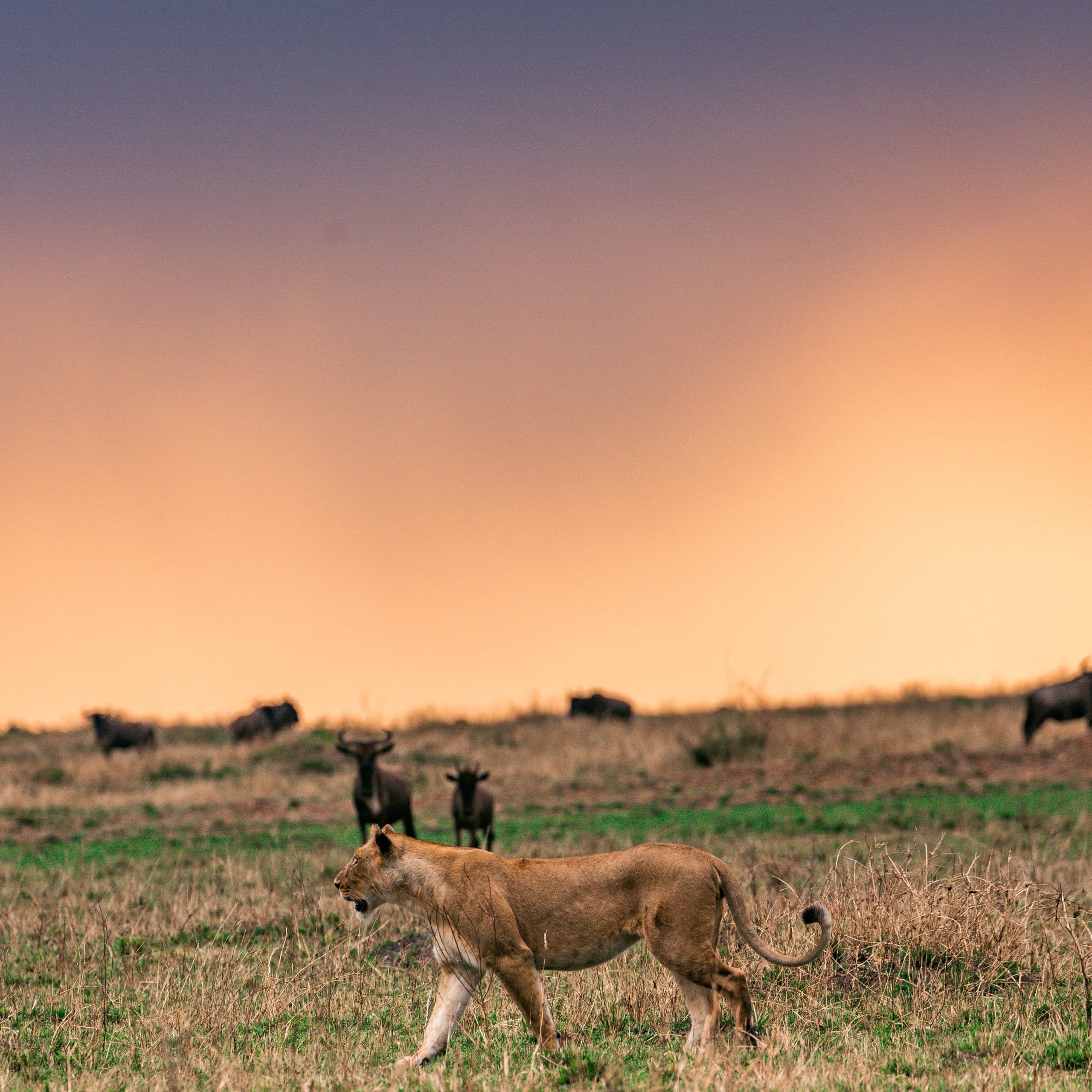  Day 4 Serengeti National Park to Lake Ndutu