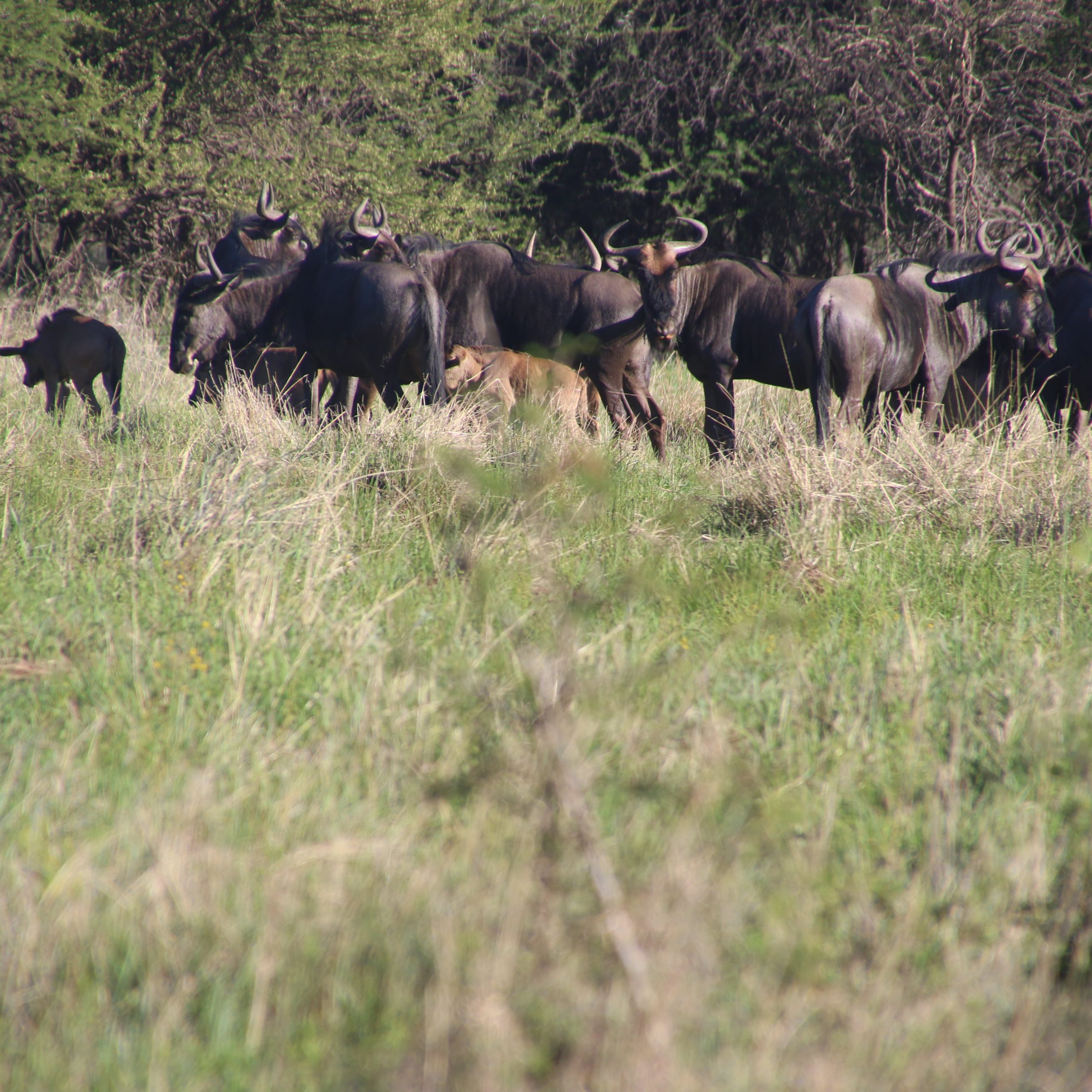 Day 4 North Serengeti