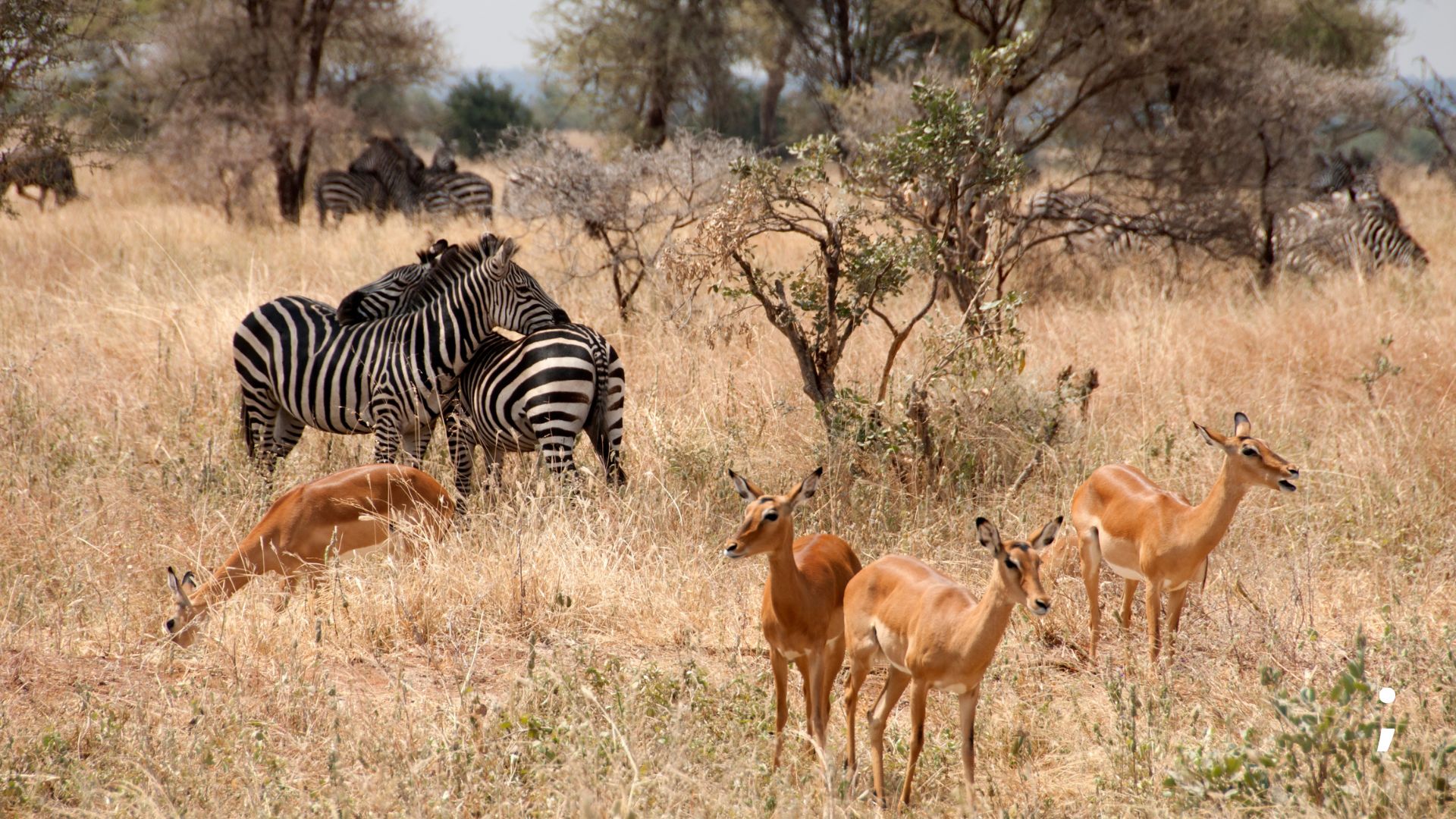 Day 1:Arusha to Tarangire