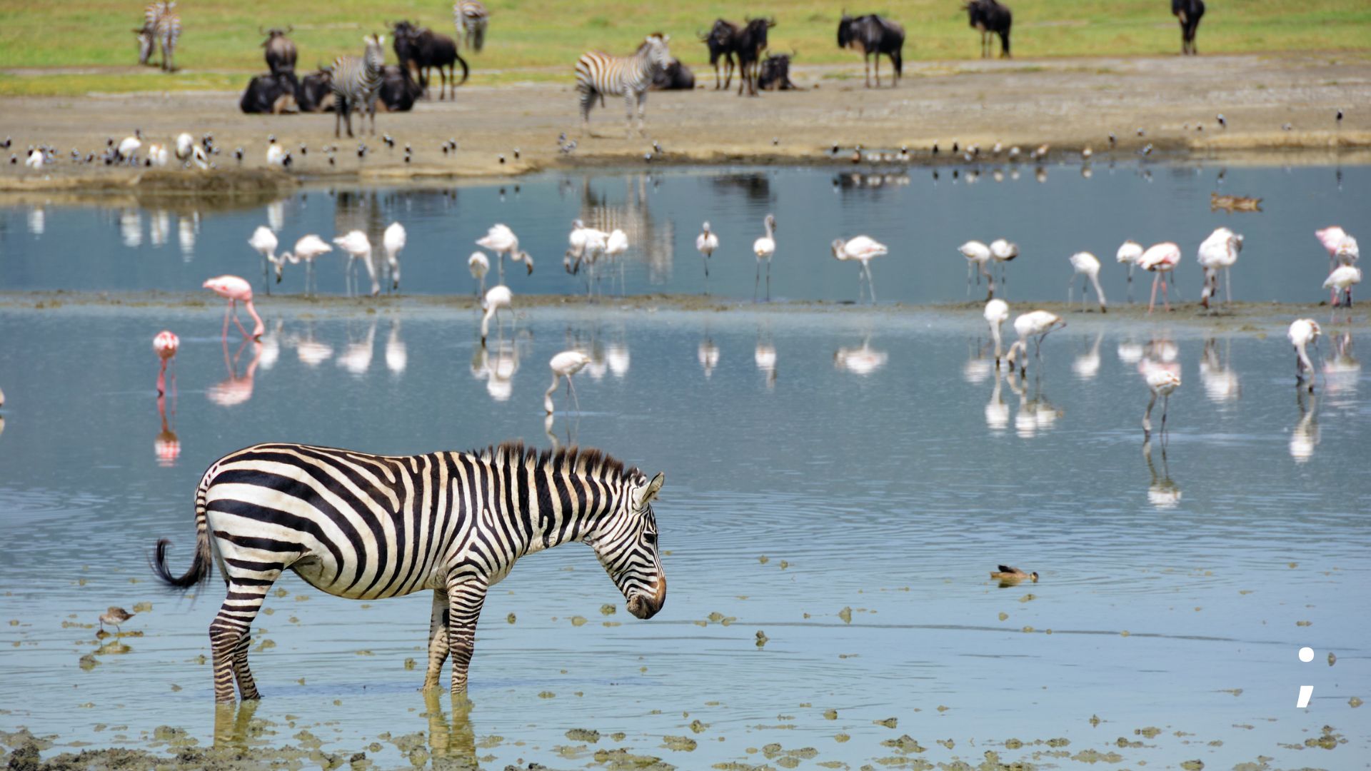 Day 2:Ngorongoro crater to Serengeti 