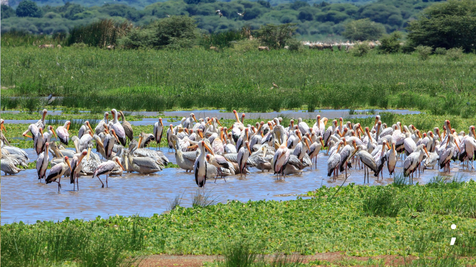 Day 6:Lake Manyara