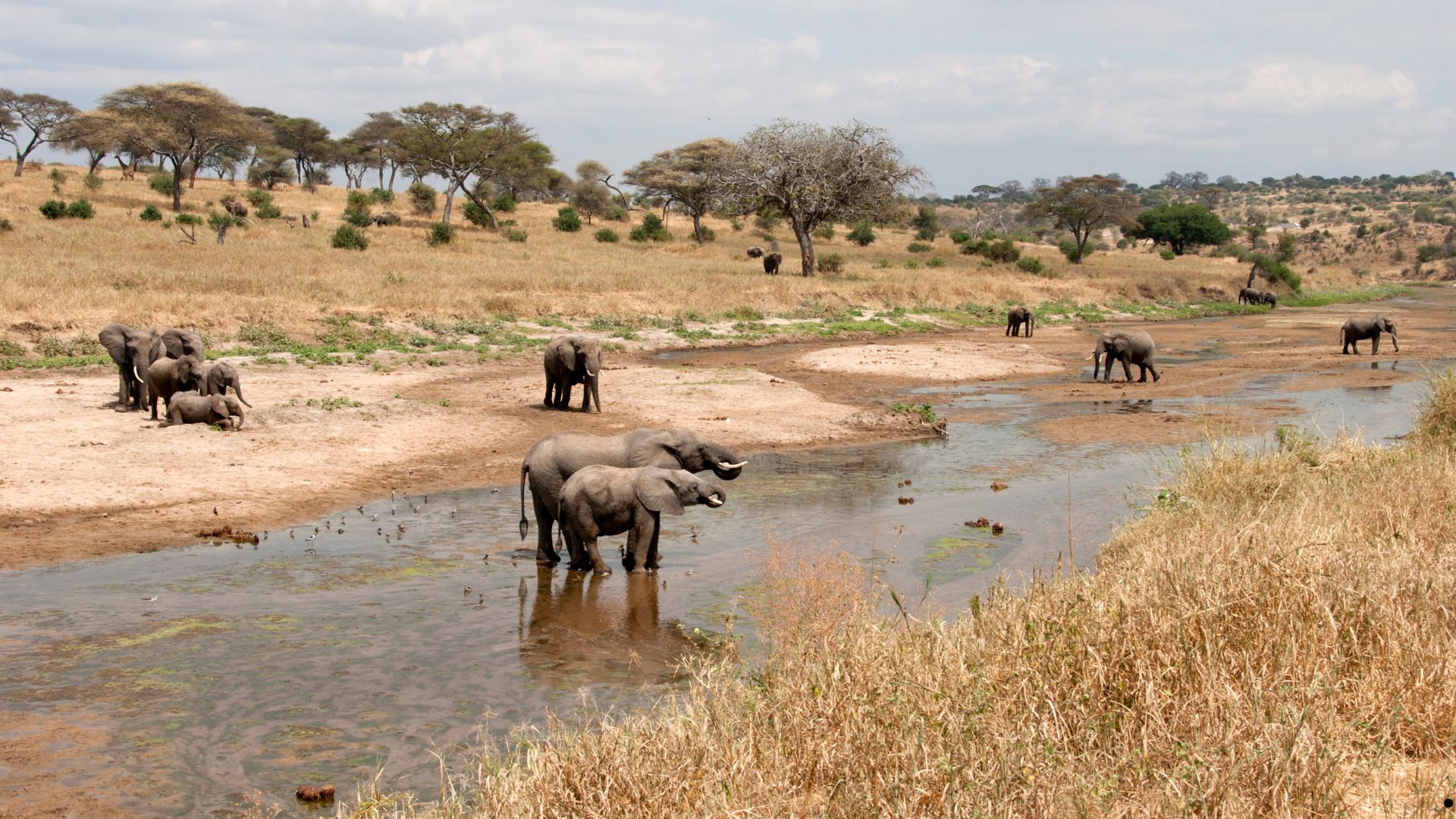 Day 1:Tarangire Park 