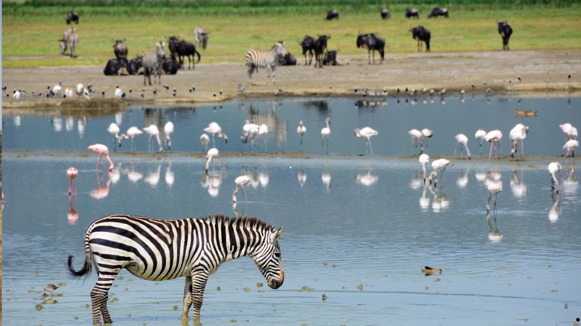 Day 4:Serengeti to Ngorongoro crater