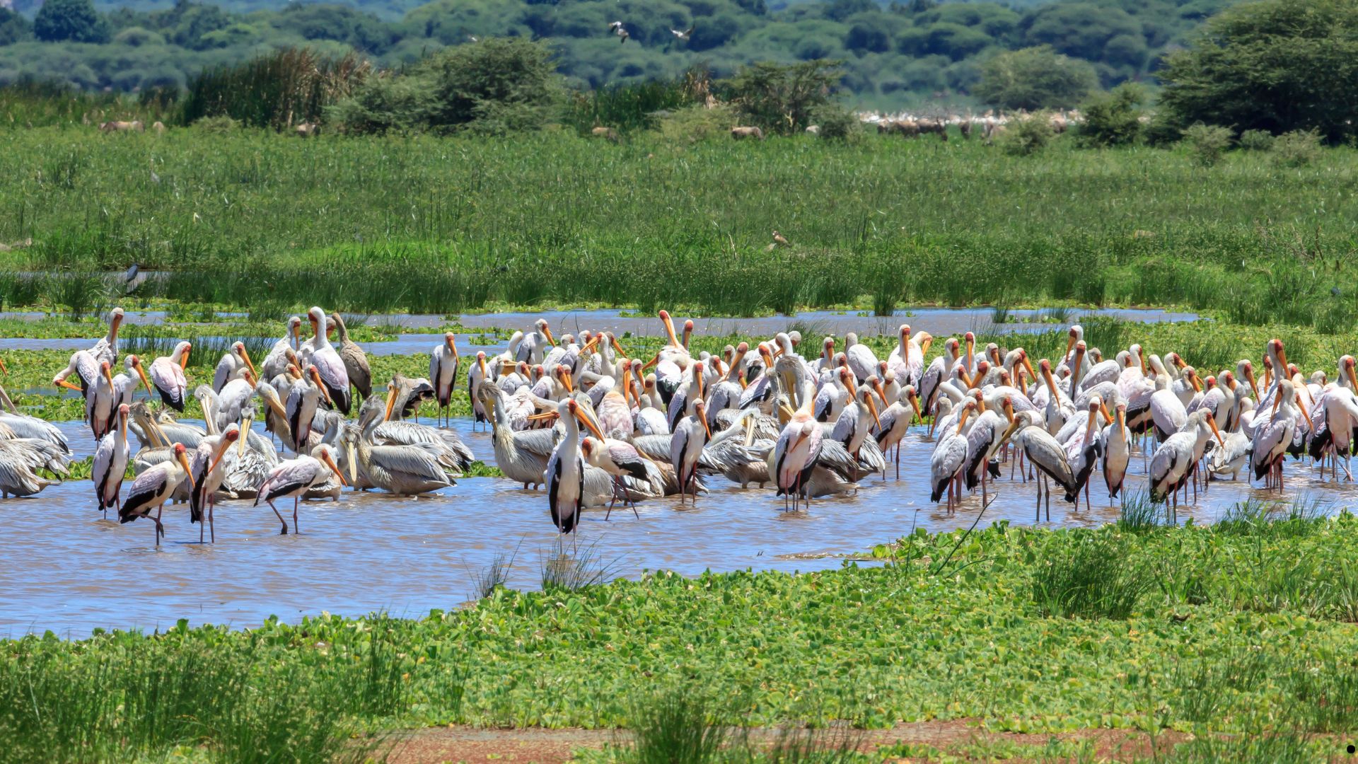 Day 5:Lake Manyara