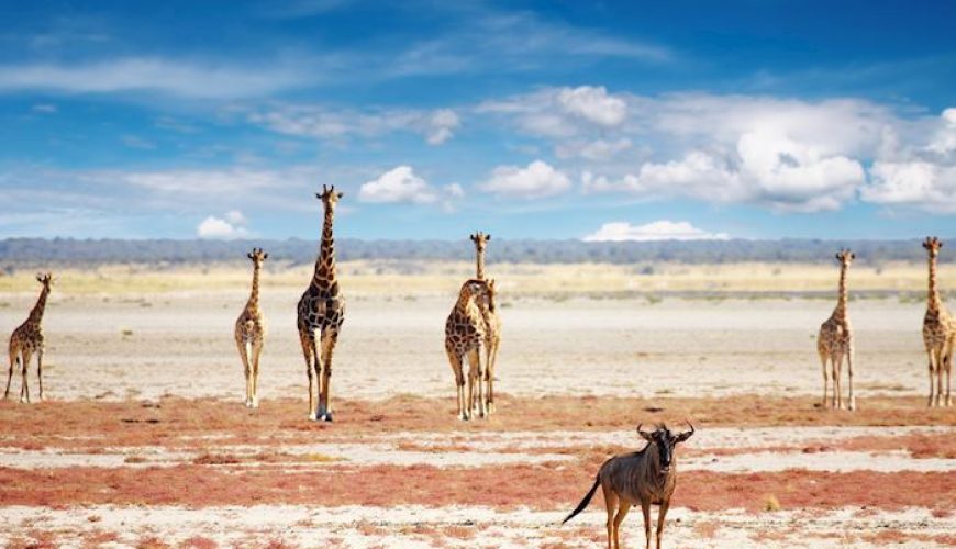 Namibia’s Etosha National Park: Exploring the Wildlife and Landscapes of the African Savannah