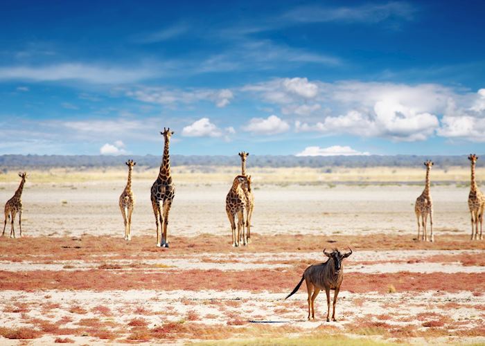 Namibia’s Etosha National Park: Exploring the Wildlife and Landscapes of the African Savannah