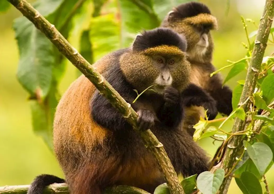 Rwanda’s Unique Wildlife: From Mountain Gorillas to Golden Monkeys