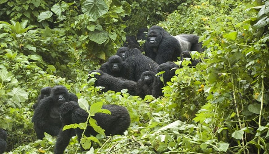 Gorilla Trekking in Uganda: An Unforgettable Wildlife Experience