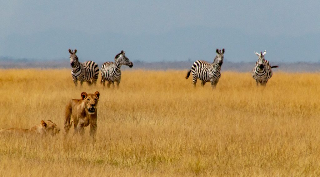 The Big Five and Beyond: Kenya’s Incredible Wildlife Safari Experiences
