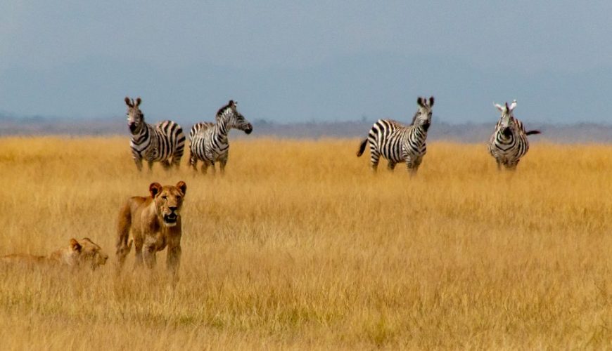 The Big Five and Beyond: Kenya’s Incredible Wildlife Safari Experiences