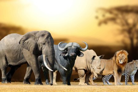 South Africa’s Wildlife: From the Big Five to Endangered Species