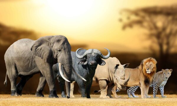 South Africa's Wildlife: From the Big Five to Endangered Species ...