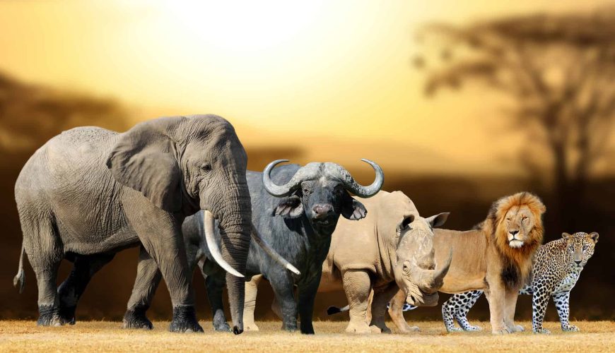 South Africa’s Wildlife: From the Big Five to Endangered Species