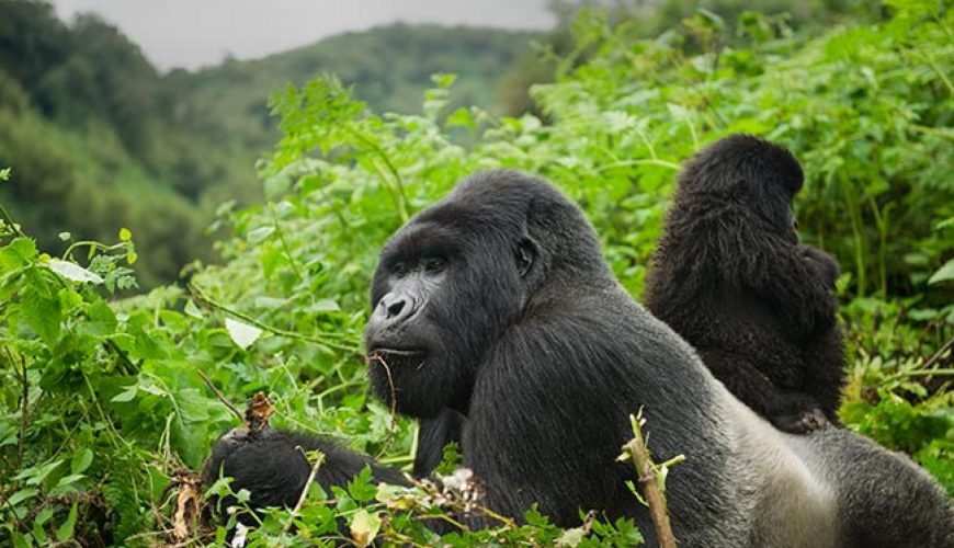 The Best Wildlife Experiences in Rwanda: Gorillas, Chimpanzees, and More