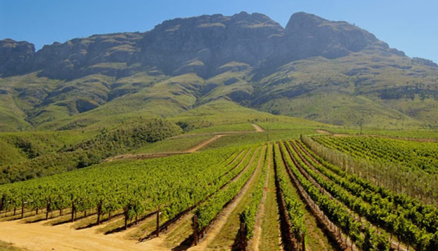 Discovering South Africa’s Wine Routes