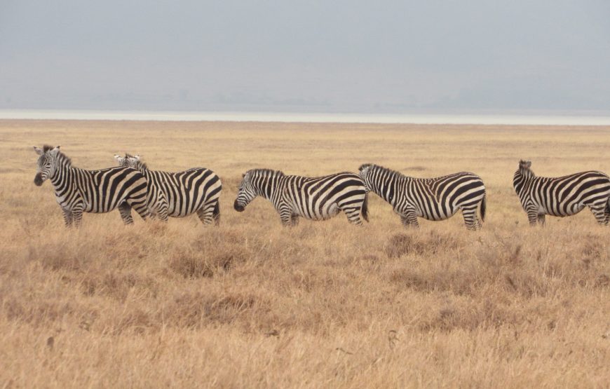 3 Days Tanzania Best Short Safari