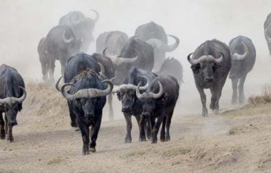 6-Day Calving Season and Wildebeest Migration in Dec-Apr