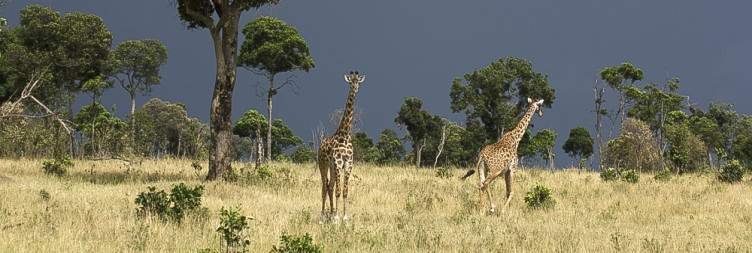 Day 4 Natron to Serengeti National Park