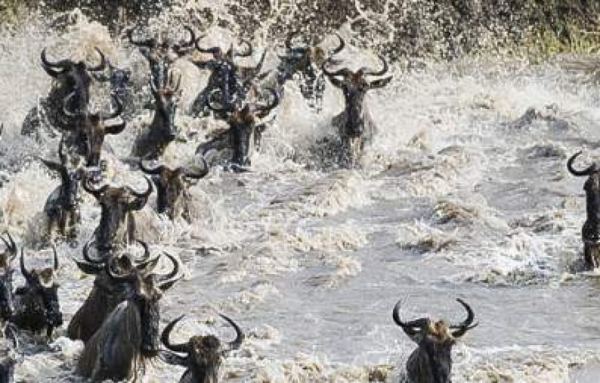 8-Day Tanzania Safari – Wildebeest Migration