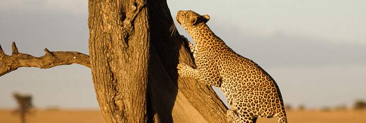Day 4 Full-Day Game Drives at Serengeti National Park