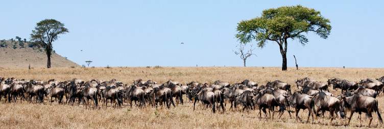 Day 3 Karatu to Serengeti National Park