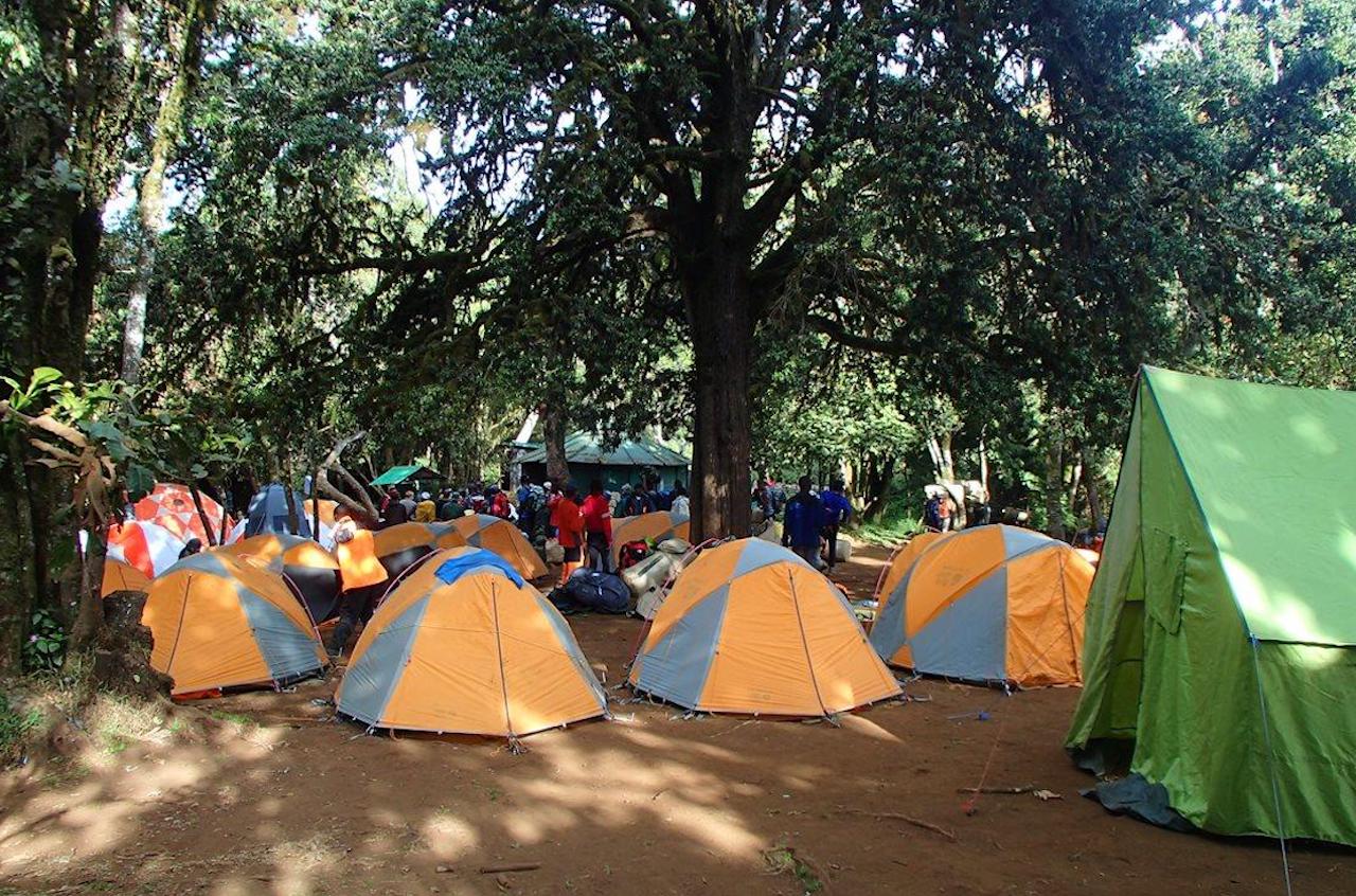 Day 2:  Mti Mkubwa camp (2810m) - Shira 2 camp (3505m)