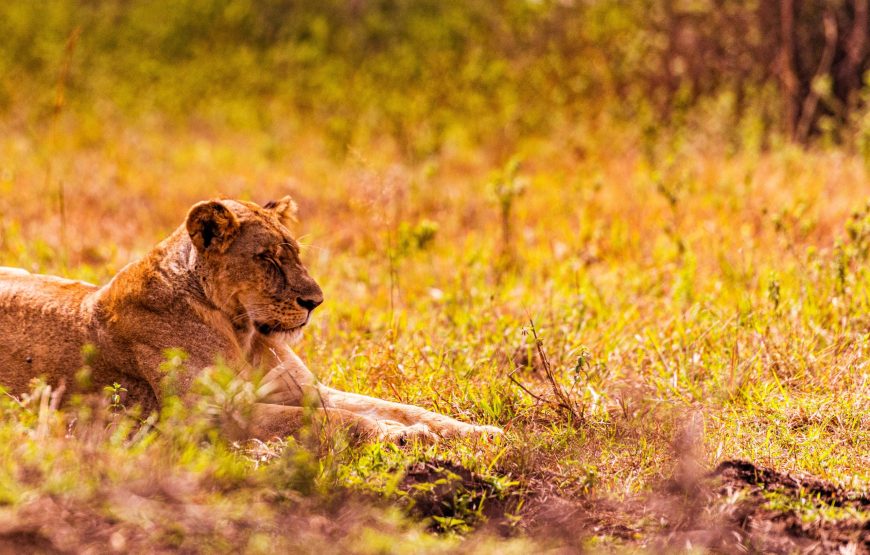 11-Day Tanzania Safari Midrange