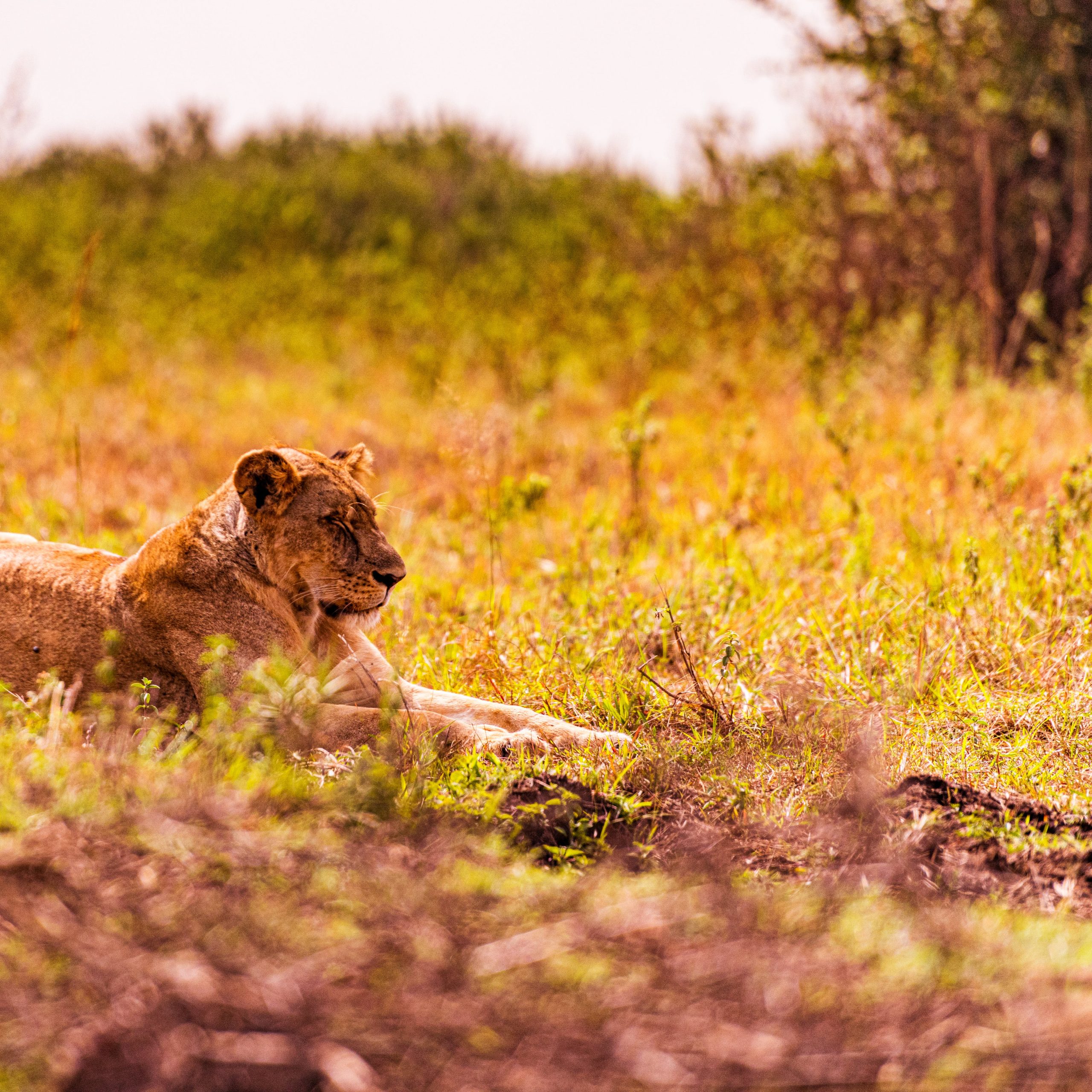  Day 7 Ndutu - Serengeti National Park