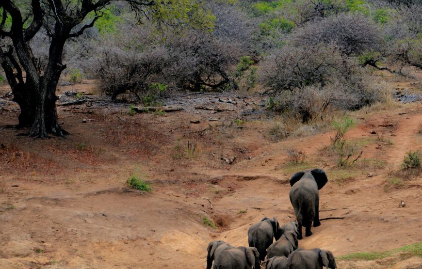 7-Day Tanzania Honeymoon Safari All Inclusive