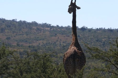 5-Day Tanzania Midrange Tour Manyara Serengeti Ngorongor