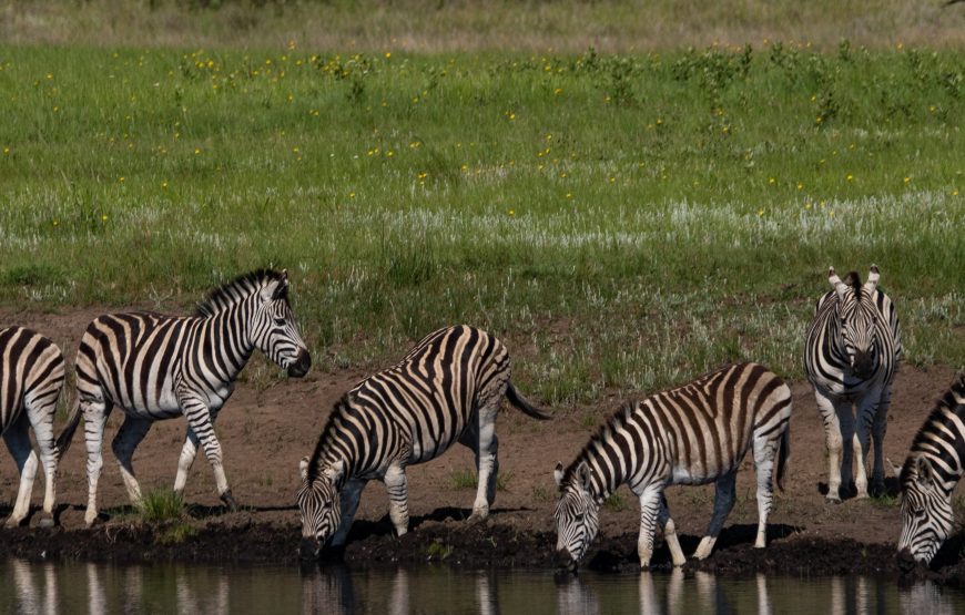 7-Day Trip to See Great Migration Crossing Mara River
