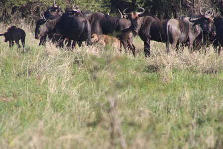 7-Day Trip to See Great Migration Crossing Mara River