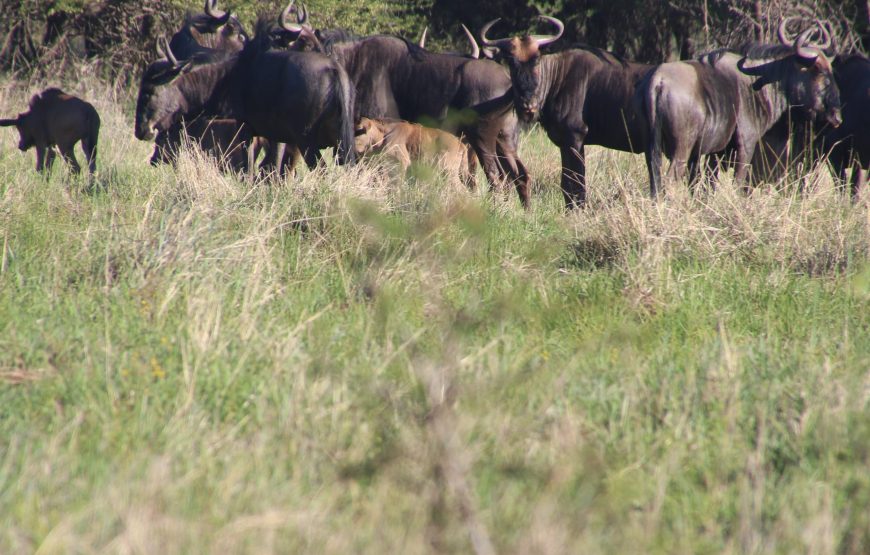 10 Days Luxury Safari To See Great Migration Crossing
