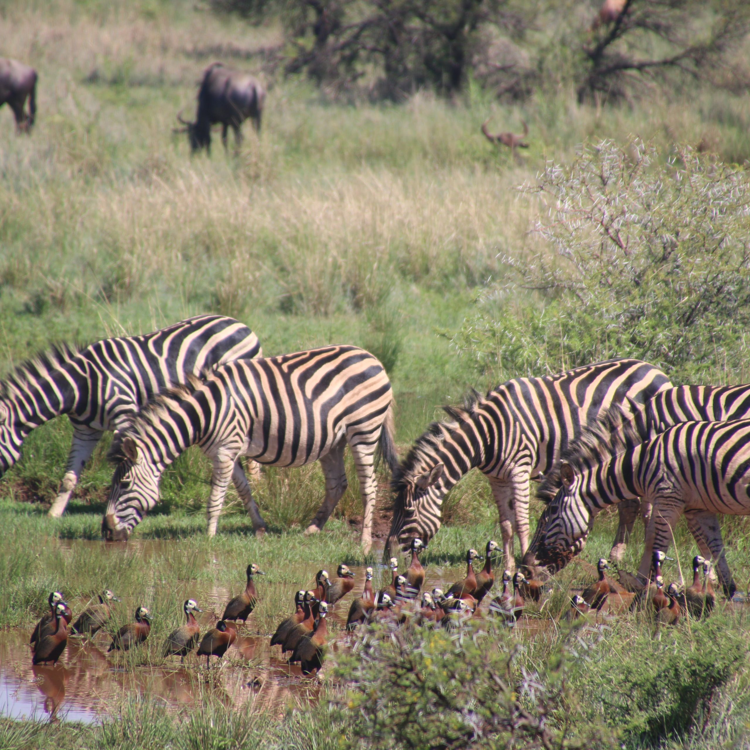 Day 3 Manyara to Serengeti national park