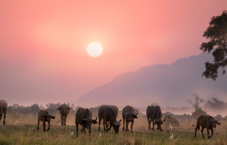 4-Day Amazing Safari to Tarangire, Serengeti and Crater