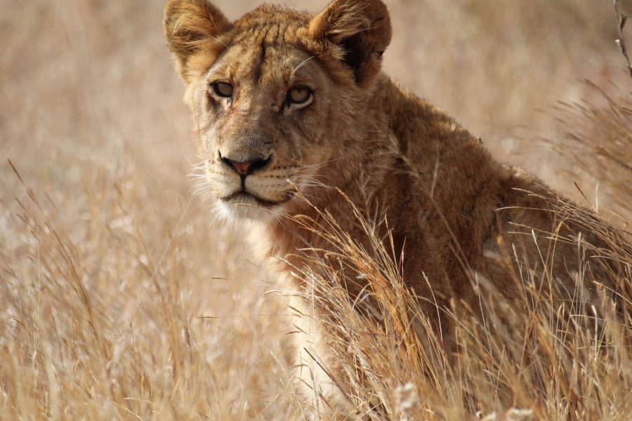 3-Day Affordable Budget Safari