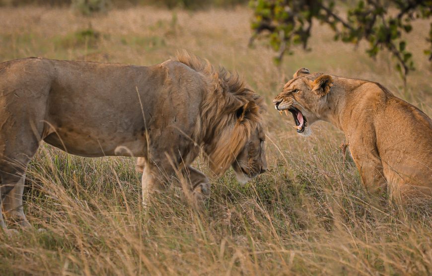 7-Day Tanzania Honeymoon Safari All Inclusive