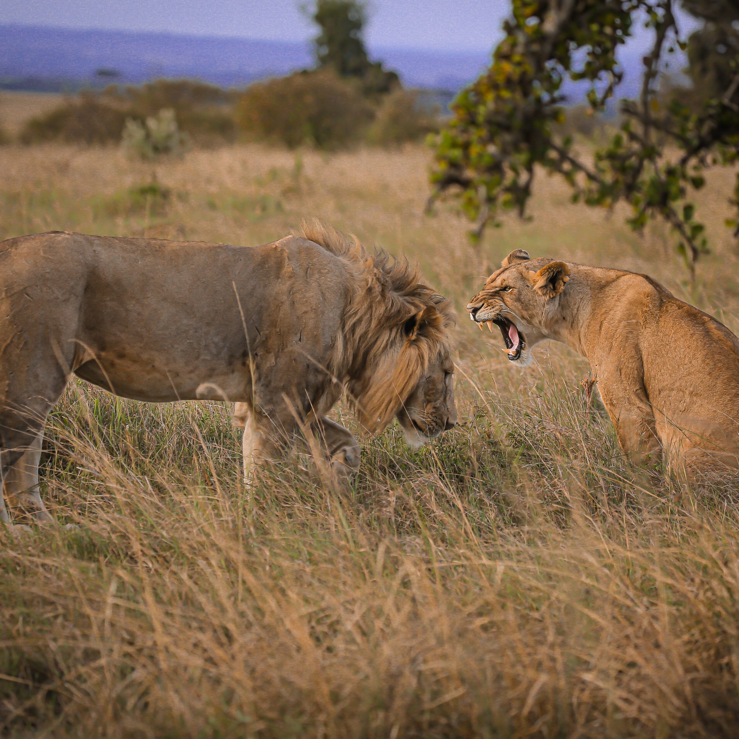  Day 6 Serengeti to Ngorongoro Conservation Area