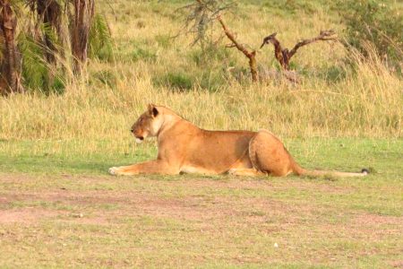 5 Days Tanzania Budget Safari With 2 Nights in Serengeti